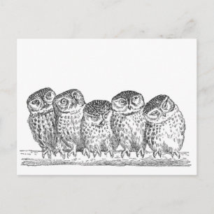 Carte Postale Vintage Owls