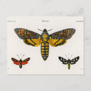 Carte postale vintage papillon