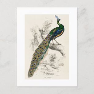 Carte Postale Vintage Peacock Histoire naturelle Imprimer