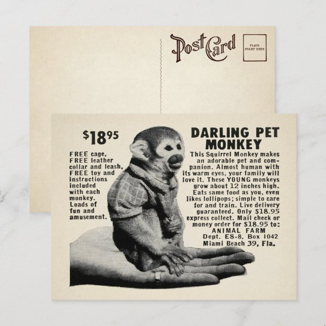 Carte postale vintage Pet Monkey Mail  (Devant / Derrière)