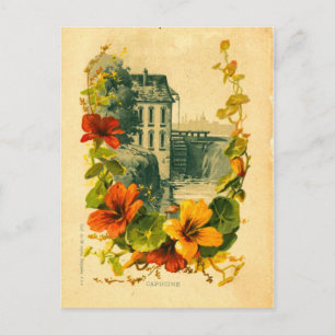 Carte postale vintage pittoresque/nasturtium