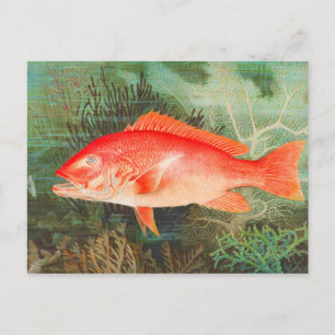 Carte Postale Vintage poisson vivaneau rouge du nord
