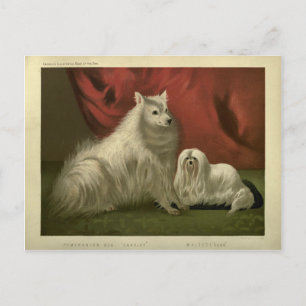 Carte Postale Vintage Portrait de chien maltais de Poméranie