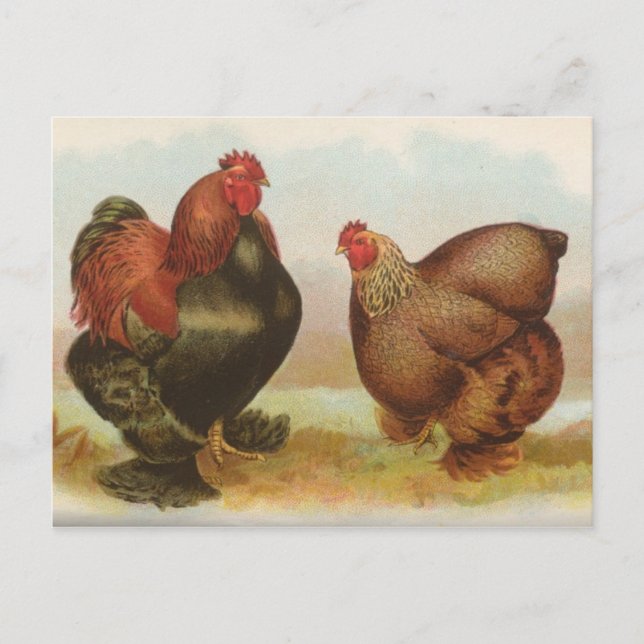 Carte postale vintage "Poulets à perdrix" (Devant)