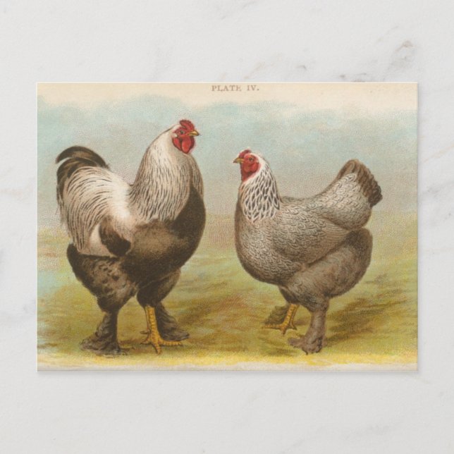 Carte postale vintage "Poulets Brahama foncés" (Devant)