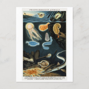 Carte postale Vintage pour les animaux à phosphore