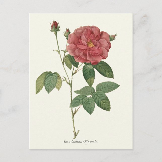 Carte Postale Vintage Red Rose Botanique (Devant)