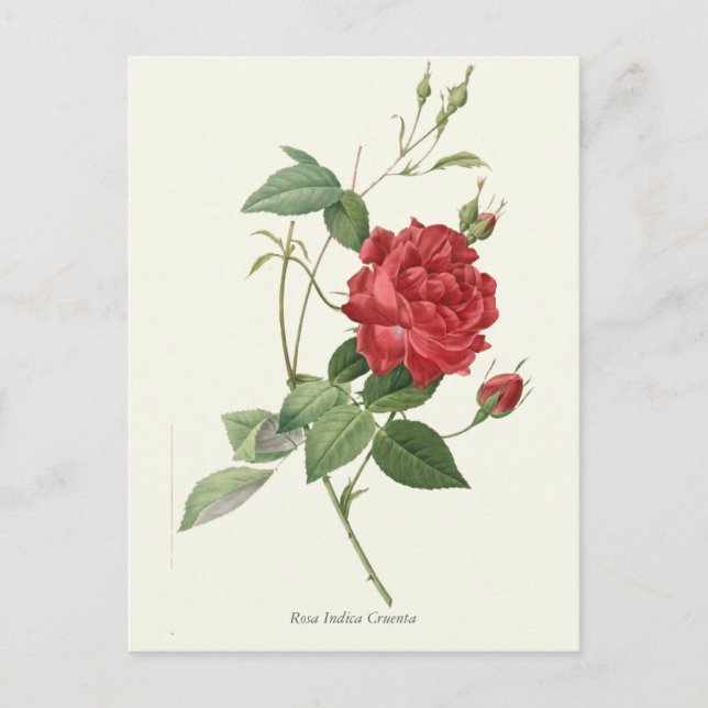 Carte Postale Vintage Red Rose Botanique (Devant)