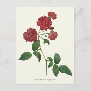 Carte Postale Vintage Red Roses Botanique Imprimer