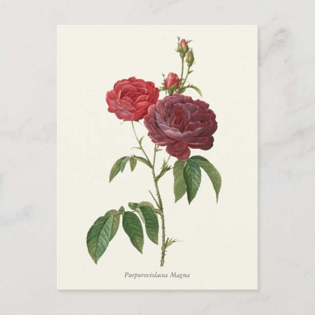 Carte Postale Vintage Red Roses Botanique Imprimer (Devant)