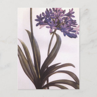 Carte postale Vintage Redoute Purple