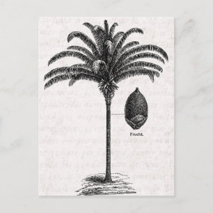 Carte Postale Vintage Retro Brazilian Palm Tree Template Palms