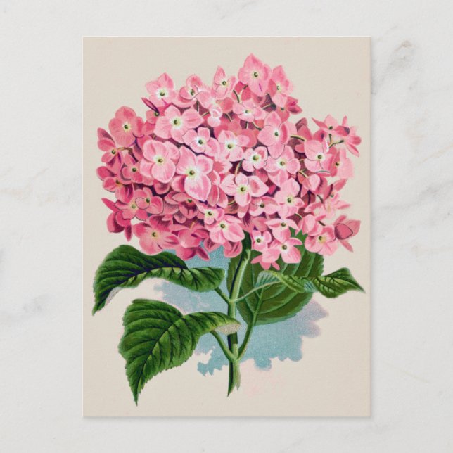 Carte postale vintage rose Hydrangea Flower (Devant)