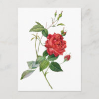 Carte postale vintage rouge rose