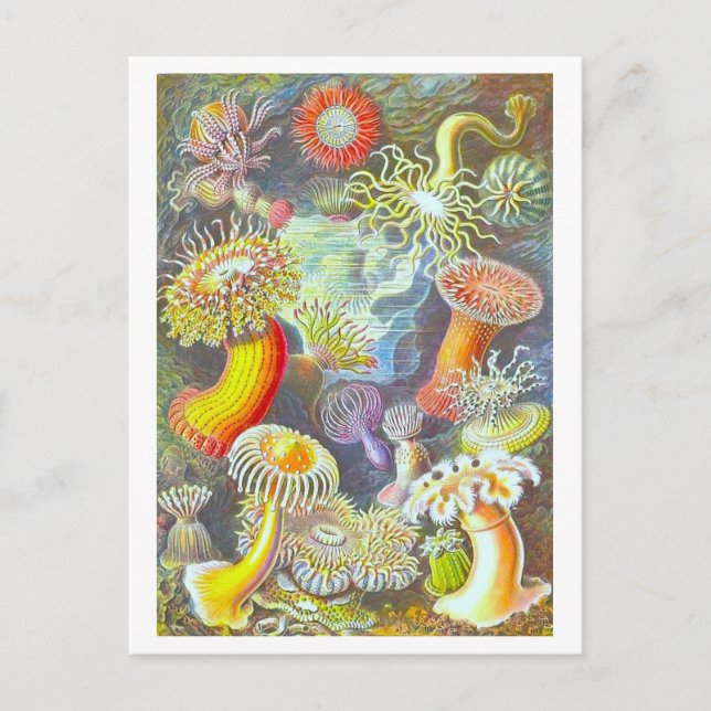 Carte postale vintage Sea Anemone Illustration (Devant)