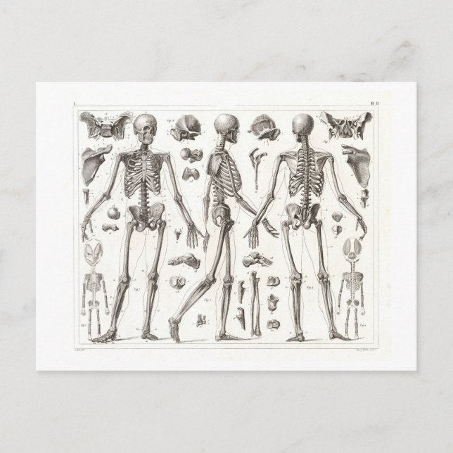 Carte postale Vintage Skeleton (Devant)