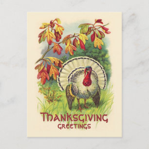 Carte postale vintage Thanksgiving Turkey
