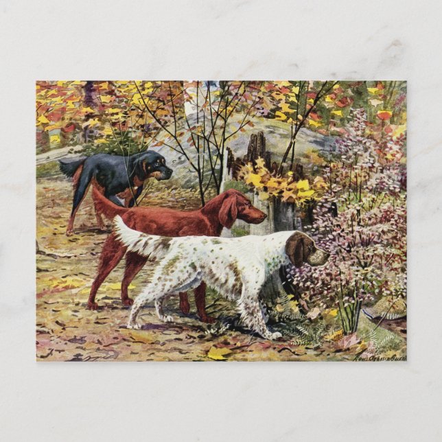 Carte Postale Vintage Trois Setters irlandais (Devant)
