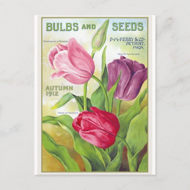 Carte postale Vintage Tulip Flower (Devant)