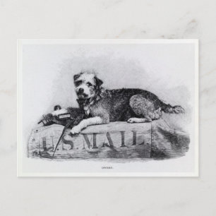 Carte postale vintage U.S. Mail Dog Photo