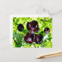 Vintage violet Tulipes noires Fleur Hollande