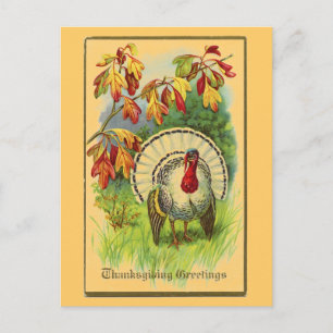 Carte Postale Vintage White Turkey