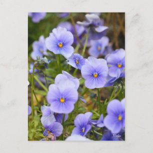 Carte Postale Viola [Carte postale]