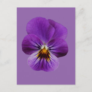 Carte postale Viola Flower