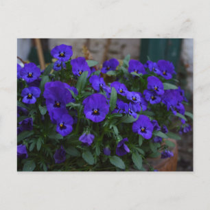 Carte Postale Viola sortrockiana