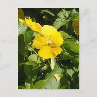 Carte Postale Viola 'Swiss Giant Yellow'
