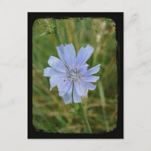 Carte Postale Violet