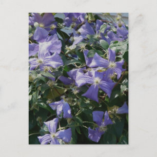 Carte Postale Violet