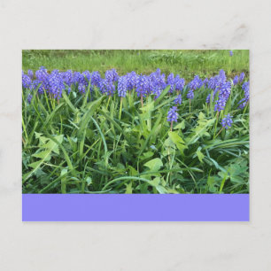 Carte Postale Violet Bluebells - Herschberg, Allemagne