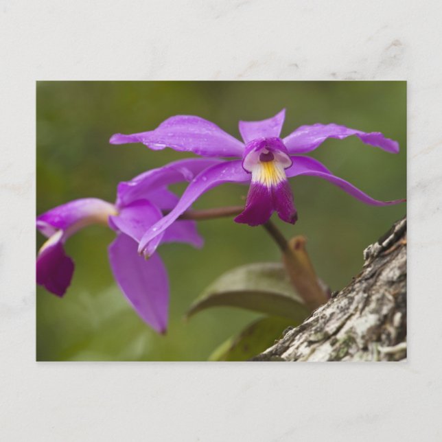 Carte Postale Violet Cattleya Orchid Cattleya violacée) (Devant)