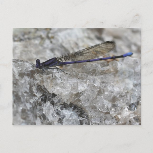 Carte Postale Violet Damselfly Sur Quartz Rock Nature (Devant)