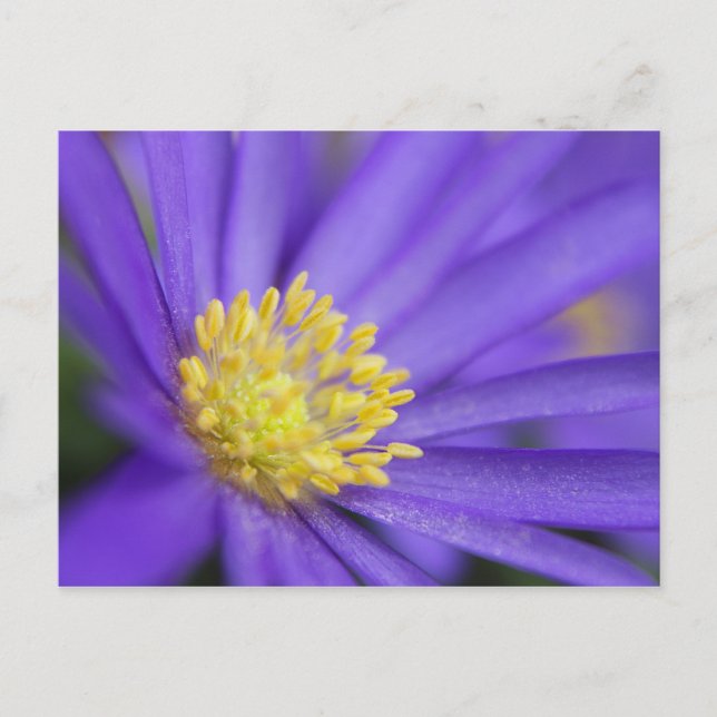 Carte Postale Violet et jaune (Devant)