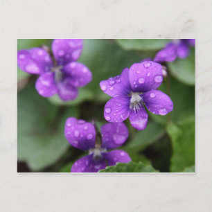 Carte postale violet humide