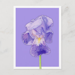 Carte Postale violet Iris