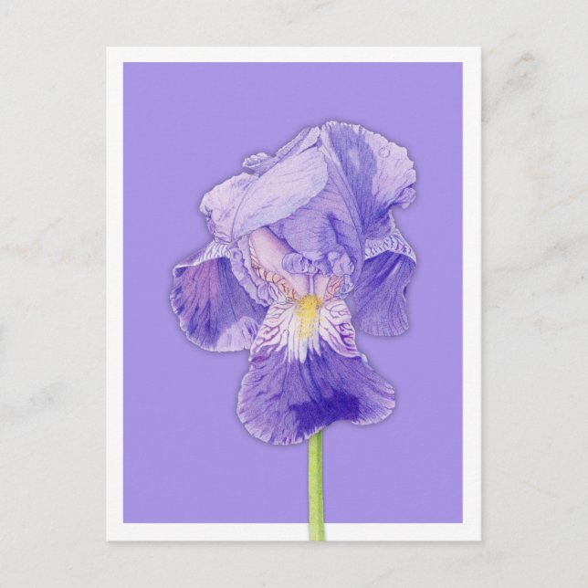 Carte Postale violet Iris (Devant)