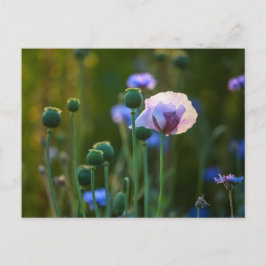 Carte Postale Violet pavot dans l'herbe verte