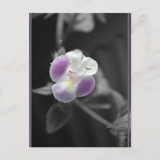 Carte Postale Violet sur noir