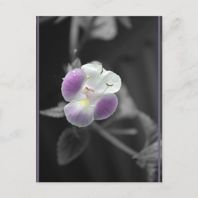 Carte Postale Violet sur noir (Devant)