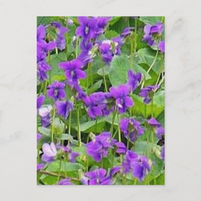 Carte Postale Violets en bois du Wisconsin - Customisés (Devant)