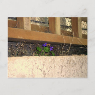 Carte postale violette