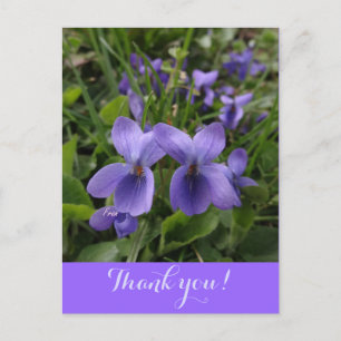 Carte Postale violettes