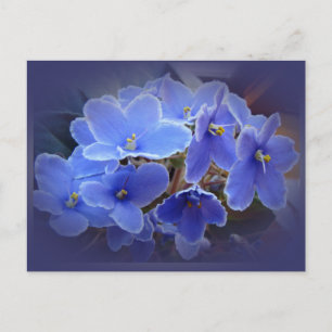 Carte Postale Violettes africaines bleues