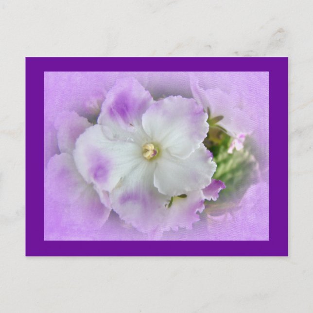 Carte Postale Violettes africaines de fantaisie pourpres et (Devant)