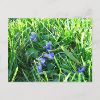 Carte Postale Violettes du premier printemps