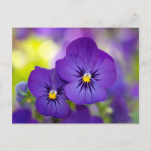 Carte Postale Violons violets