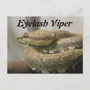 Carte Postale Viper Eyelash